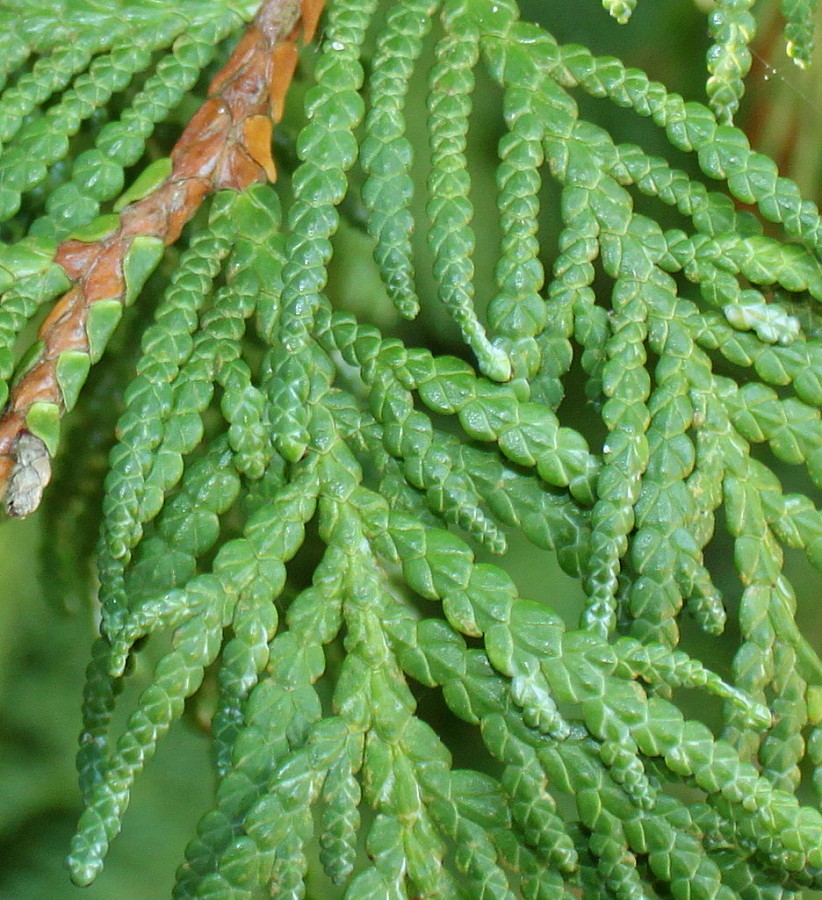 Image of Thujopsis dolabrata specimen.