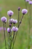 Cirsium setosum. Верхушка цветущего растения. Ленинградская обл., Ломоносовский р-н, окр. дер. Низино. 15.07.2012.