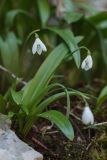 Galanthus woronowii