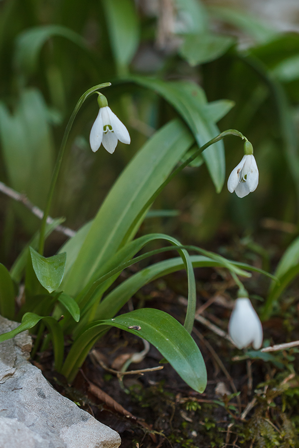 Image of Galanthus woronowii specimen.