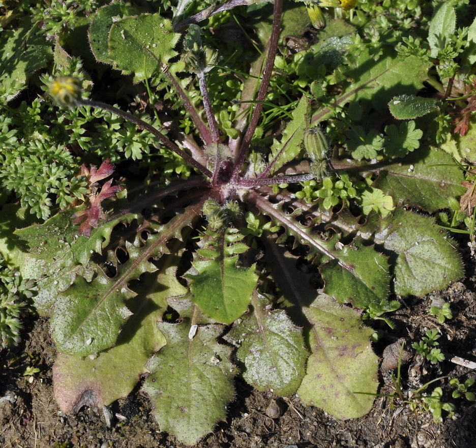 Image of Lagoseris sancta specimen.