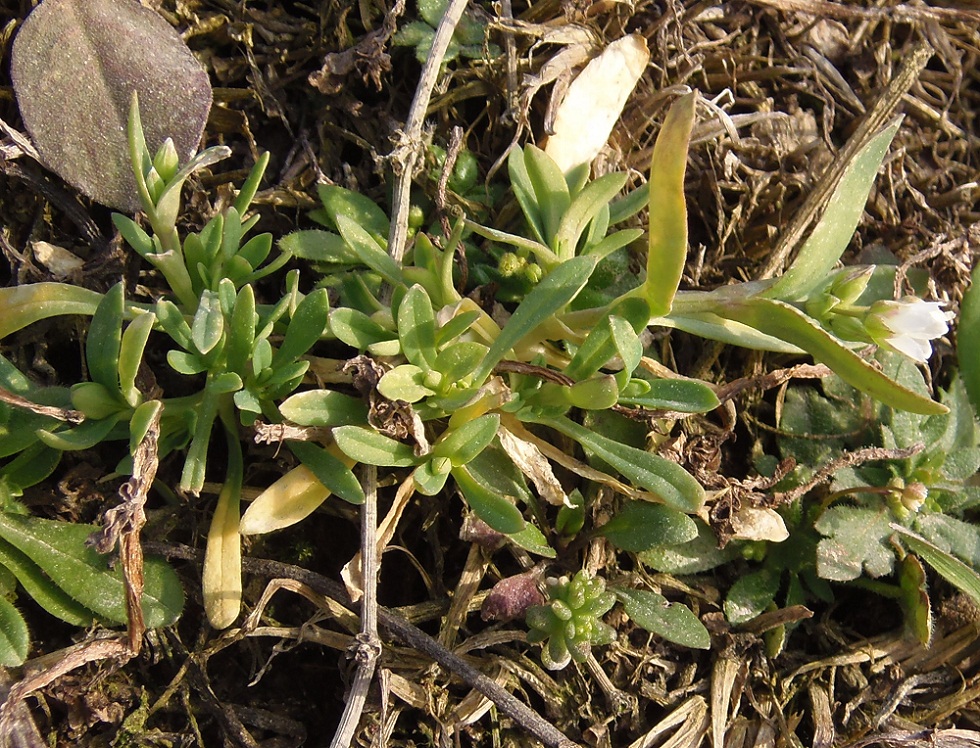 Изображение особи семейство Caryophyllaceae.