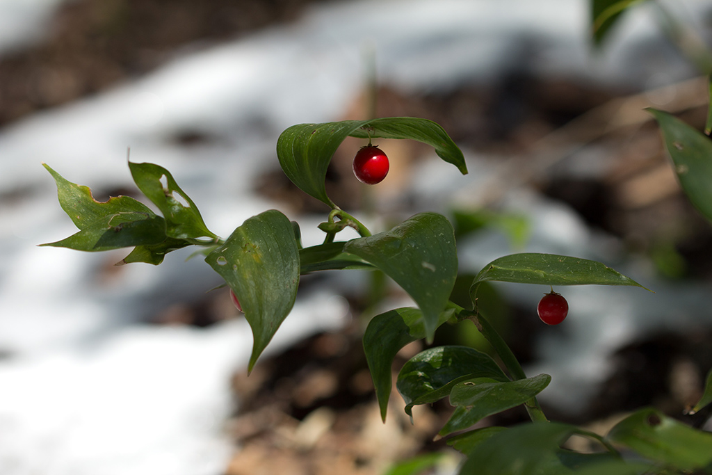 Image of Ruscus colchicus specimen.