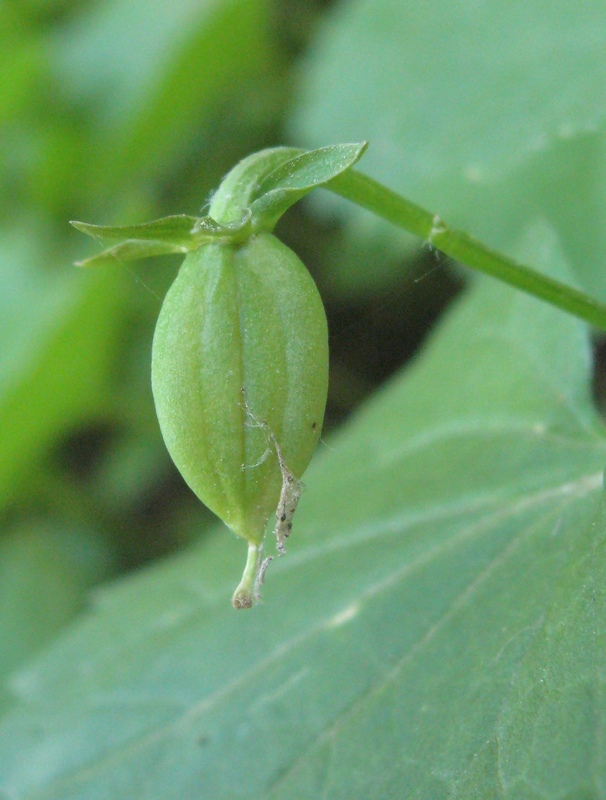 Image of Viola uniflora specimen.