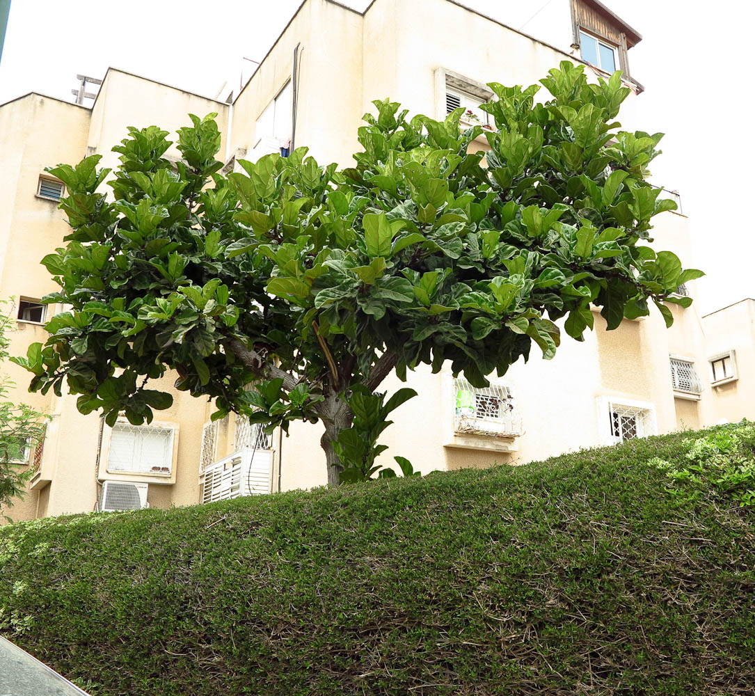 Image of Ficus lyrata specimen.