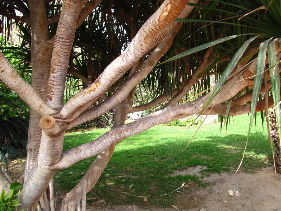 Image of Pandanus utilis specimen.