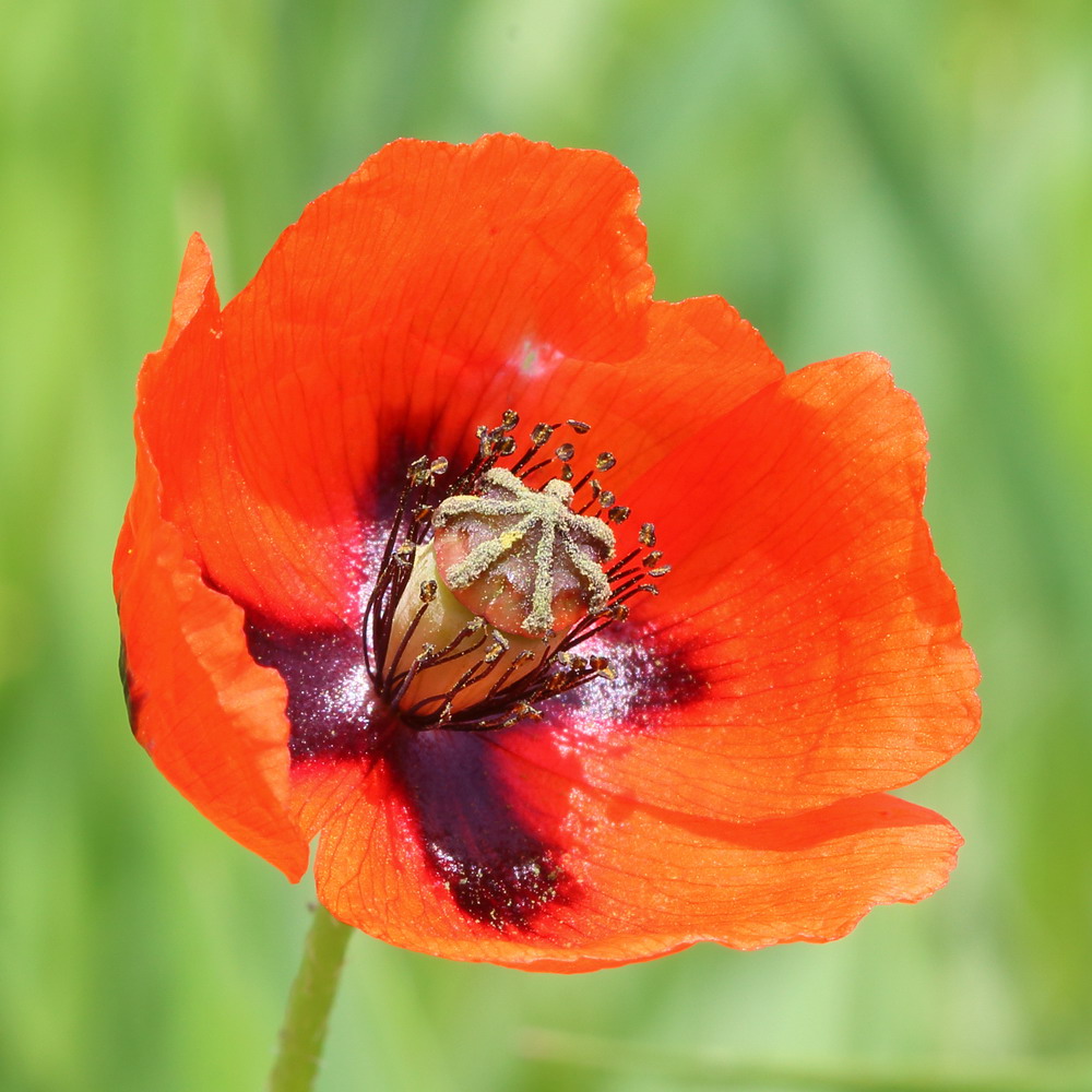 Изображение особи Papaver stevenianum.