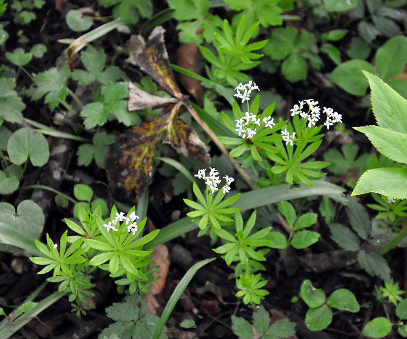 Image of Galium odoratum specimen.