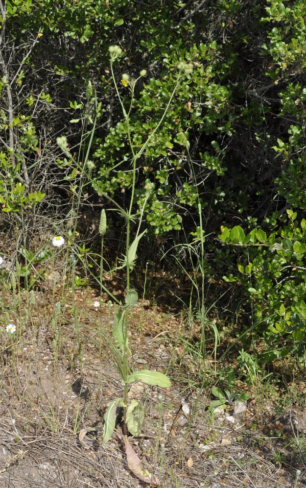 Image of Crepis setosa specimen.