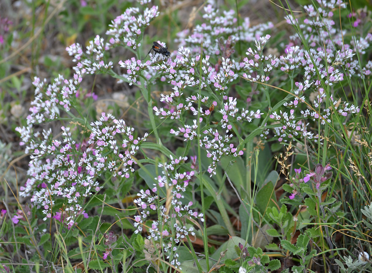 Image of Goniolimon tauricum specimen.