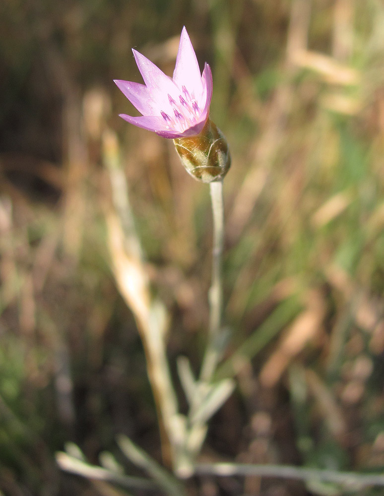 Image of Xeranthemum cylindraceum specimen.