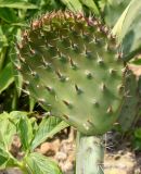 род Opuntia