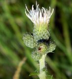 Cirsium palustre. Верхушка цветущего растения (белоцветковая форма). Подмосковье, окр. г. Одинцово, разнотравный луг. Июль 2014 г.