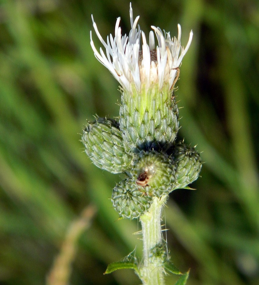 Изображение особи Cirsium palustre.