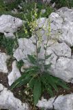 Verbascum marschallianum