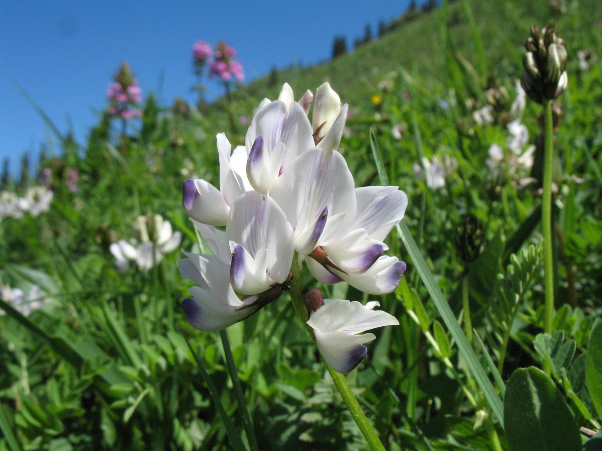 Image of Astragalus alpinus specimen.