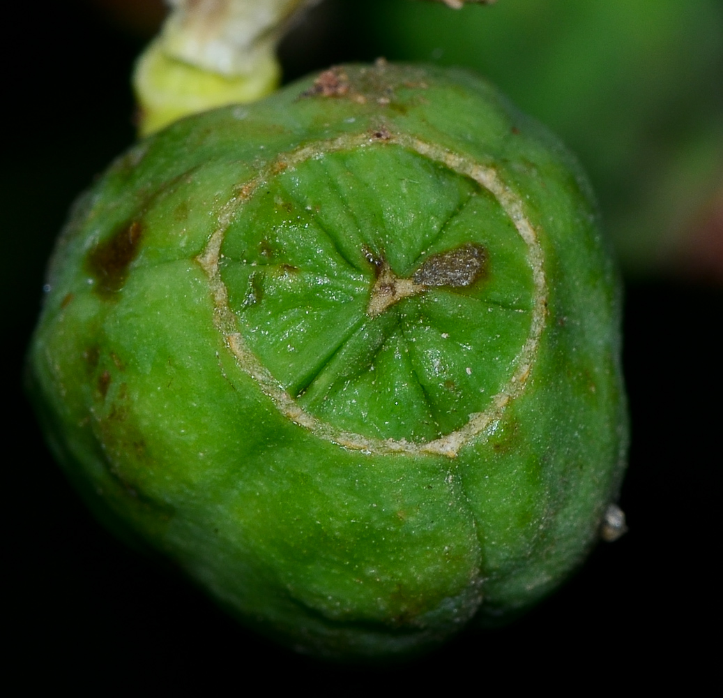 Image of Lagerstroemia indica specimen.