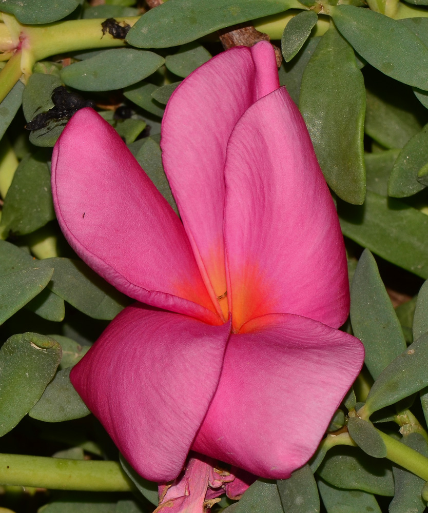 Image of Plumeria rubra specimen.