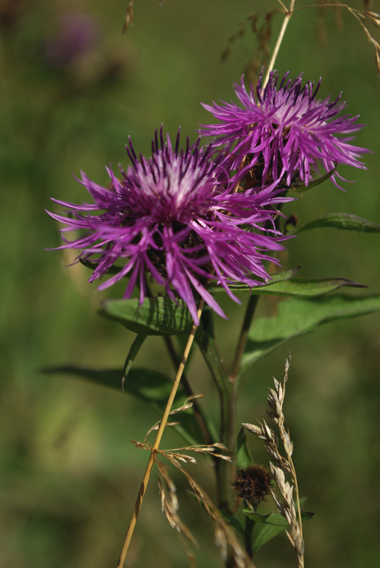 Image of Centaurea phrygia specimen.