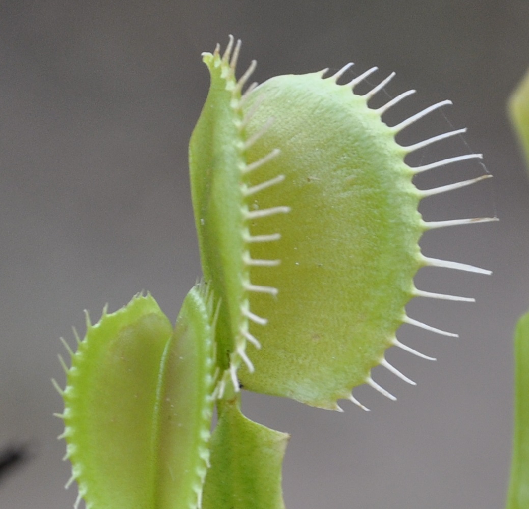 Image of Dionaea muscipula specimen.