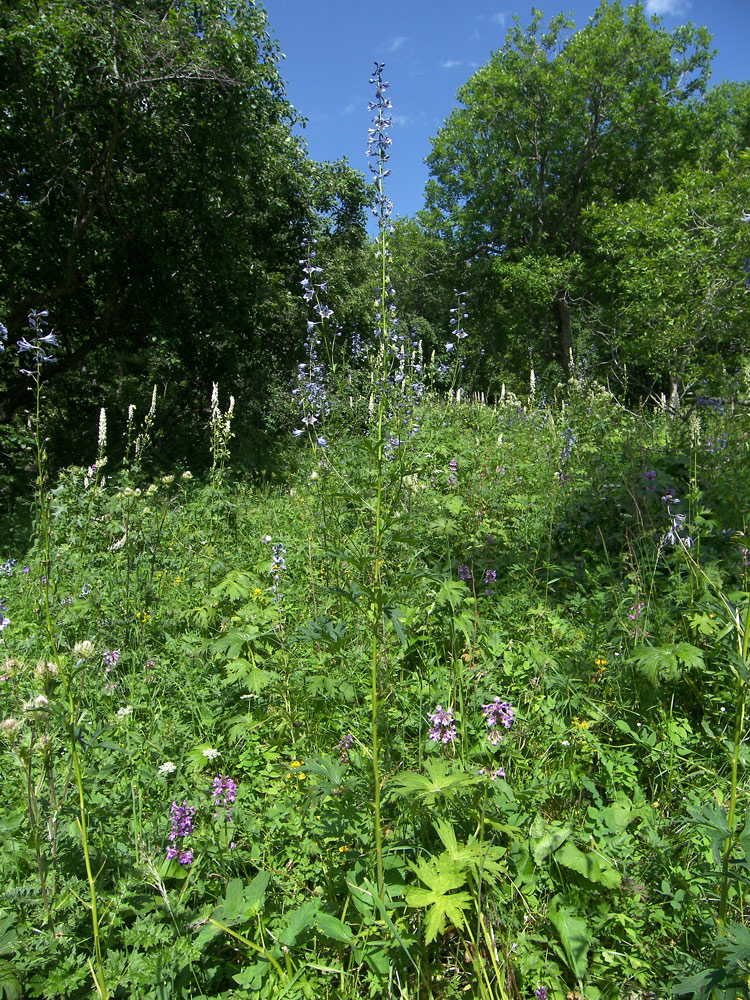 Изображение особи Delphinium flexuosum.