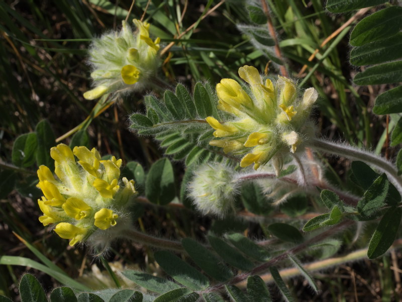 Image of Astragalus dasyanthus specimen.