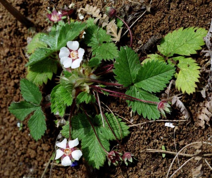 Image of Potentilla micrantha specimen.