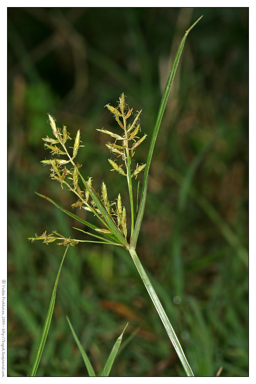 Изображение особи Cyperus esculentus.