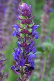 Salvia nemorosa. Верхушка соцветия. Белгородская обл., пос. Борисовка, остепнённый луг. 27.06.2009.