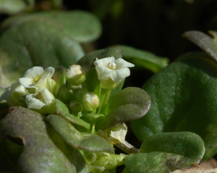 Image of Taphrospermum altaicum specimen.