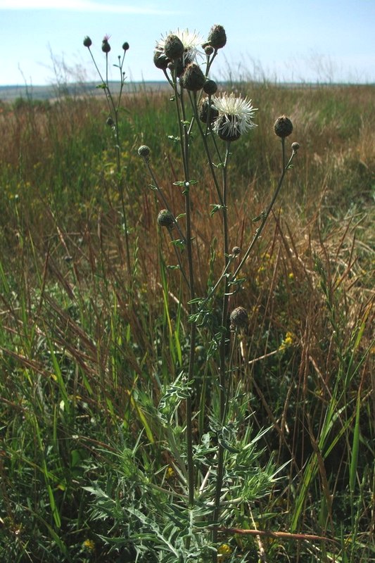 Image of Centaurea apiculata specimen.