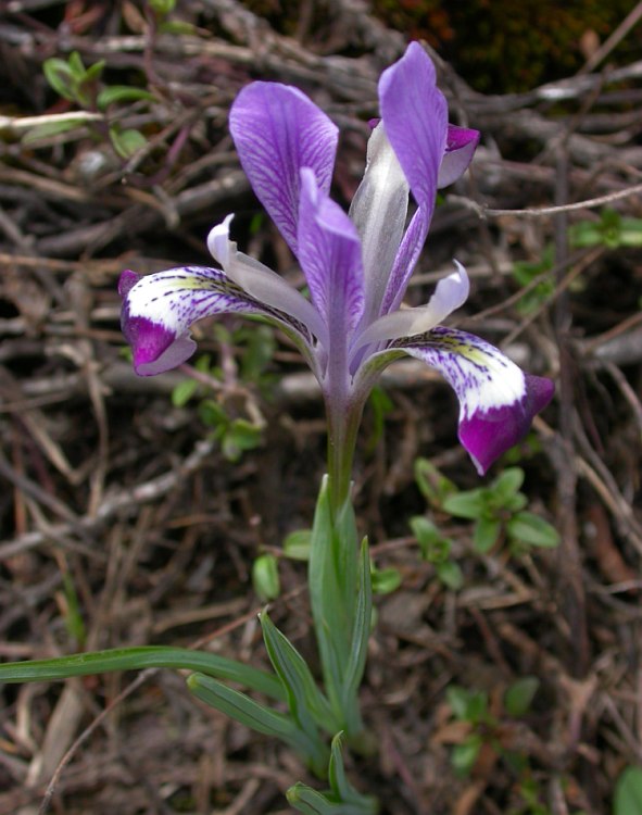 Image of Iridodictyum kolpakowskianum specimen.