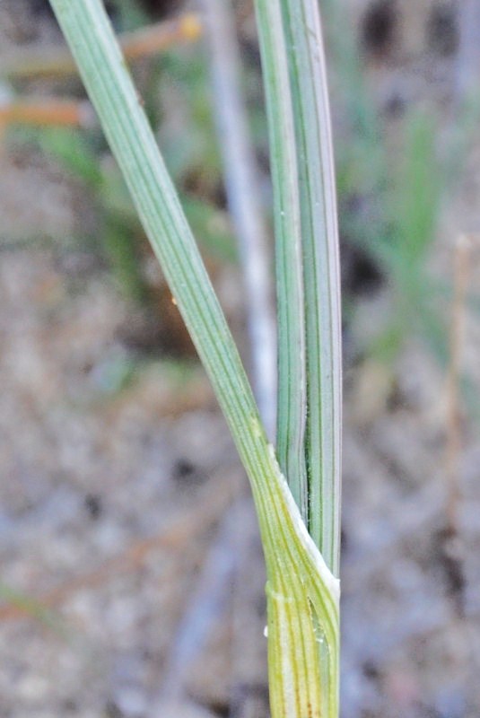 Image of Allium guttatum ssp. sardoum specimen.