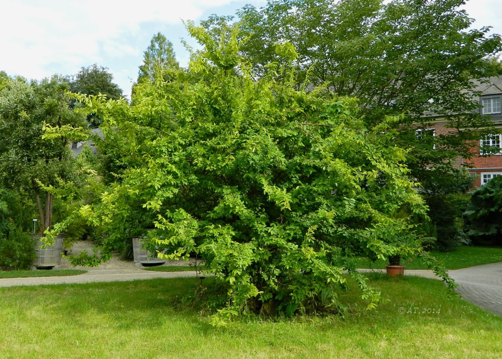 Image of Hemiptelea davidii specimen.