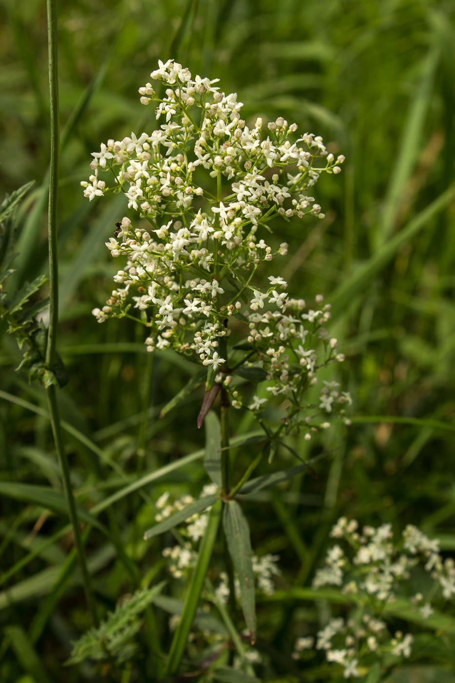 Image of Galium boreale specimen.