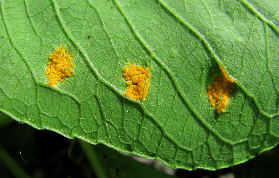 Image of Salix myrsinifolia specimen.