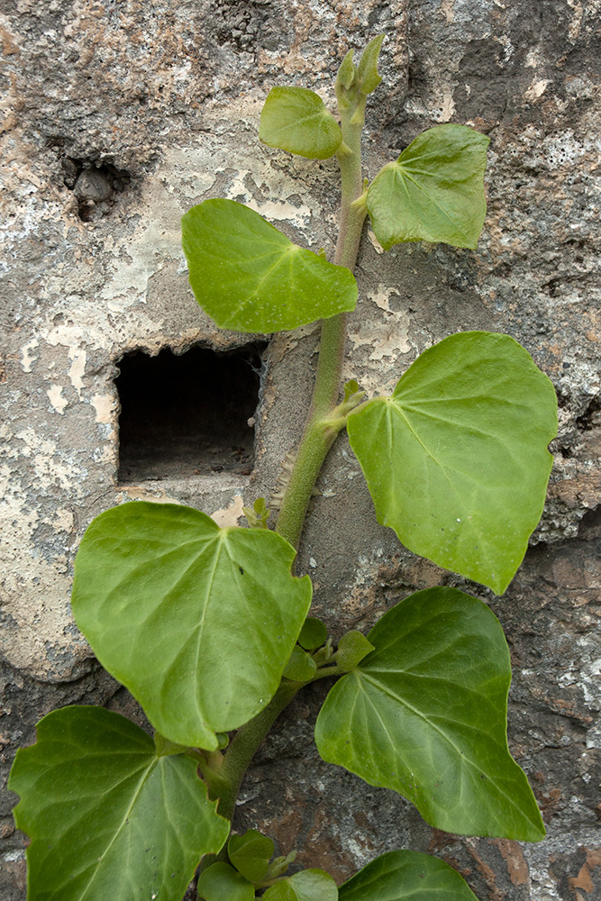 Изображение особи Hedera helix.