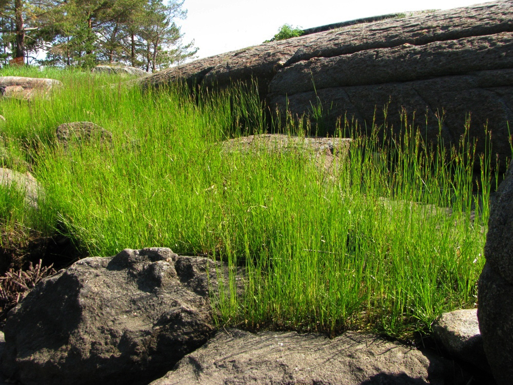 Image of Juncus gerardi specimen.