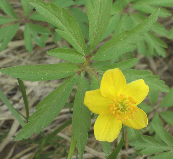 Image of Anemone ranunculoides specimen.