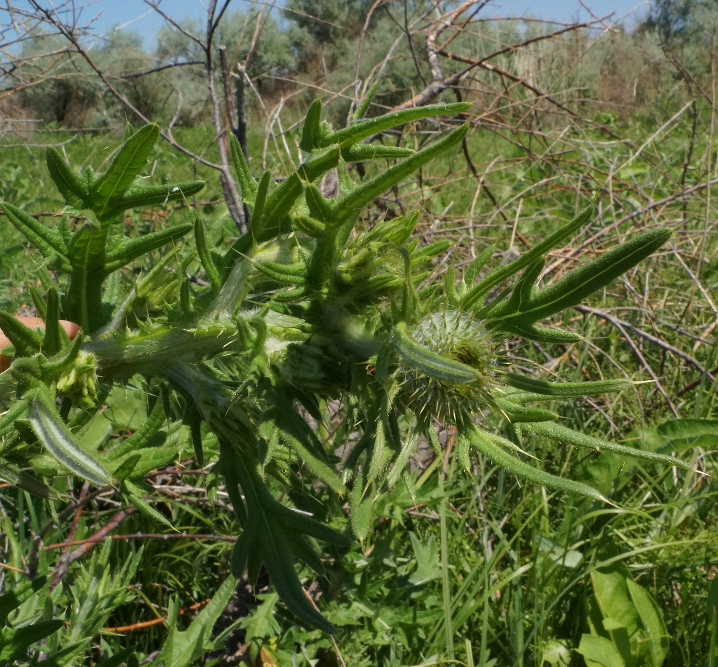 Image of Cirsium vulgare specimen.