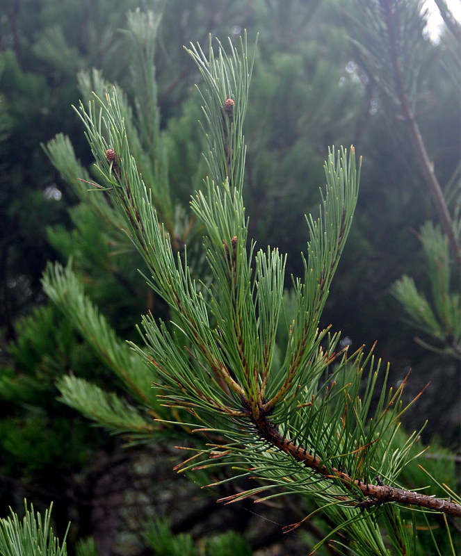 Изображение особи Pinus densiflora.