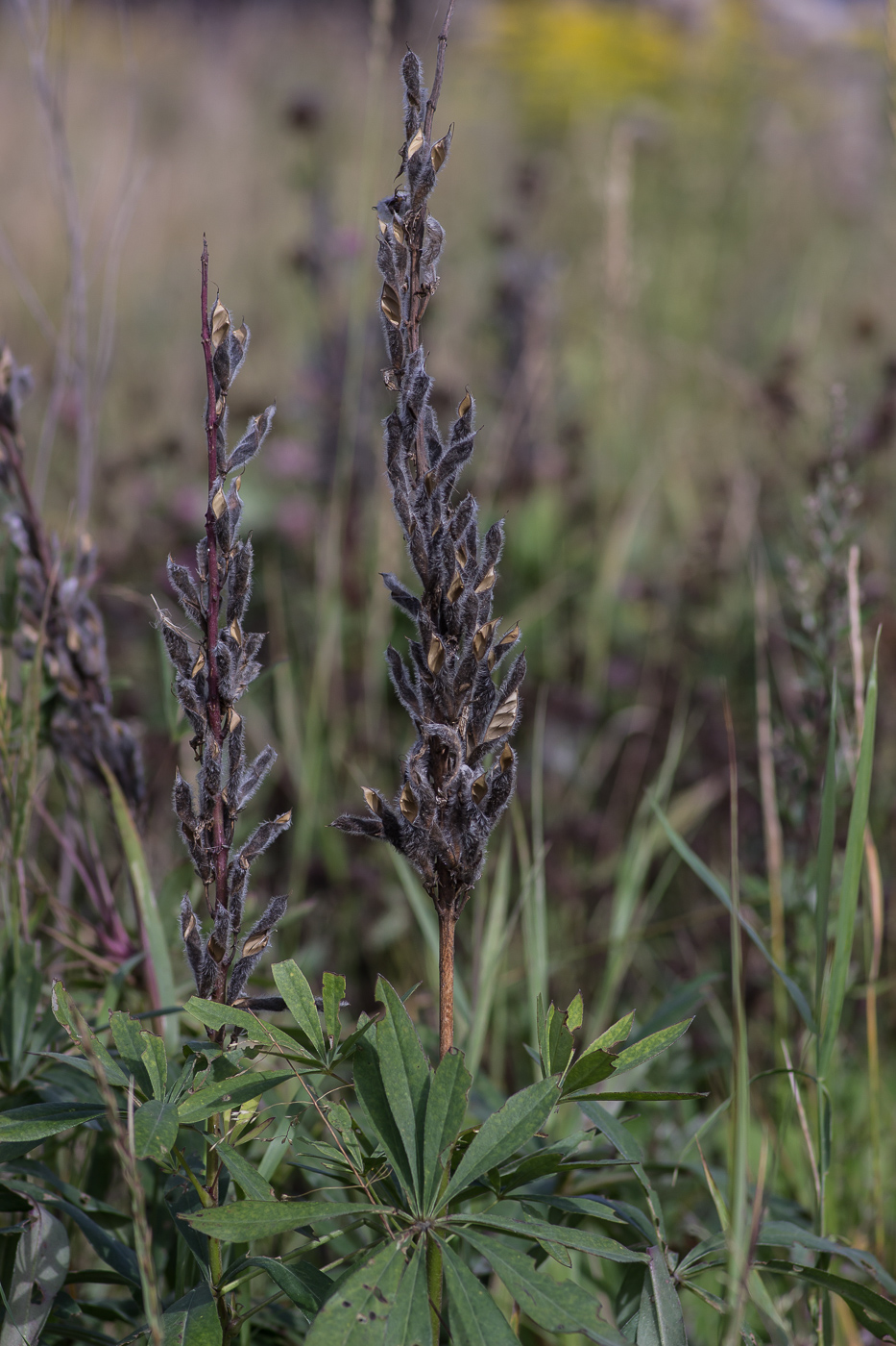 Image of Lupinus polyphyllus specimen.