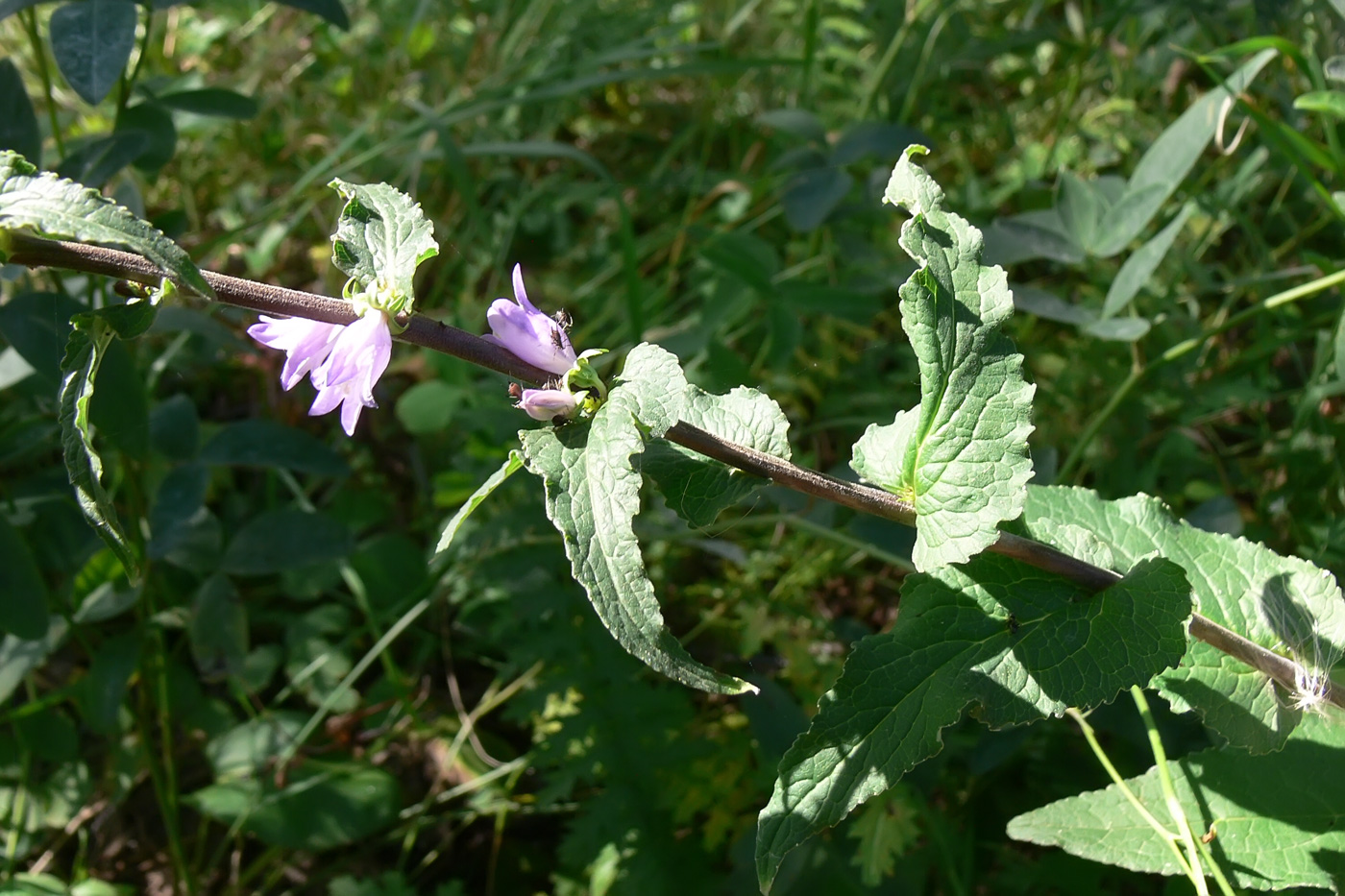 Image of Campanula bononiensis specimen.