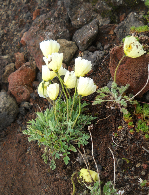 Image of Papaver pseudocanescens specimen.