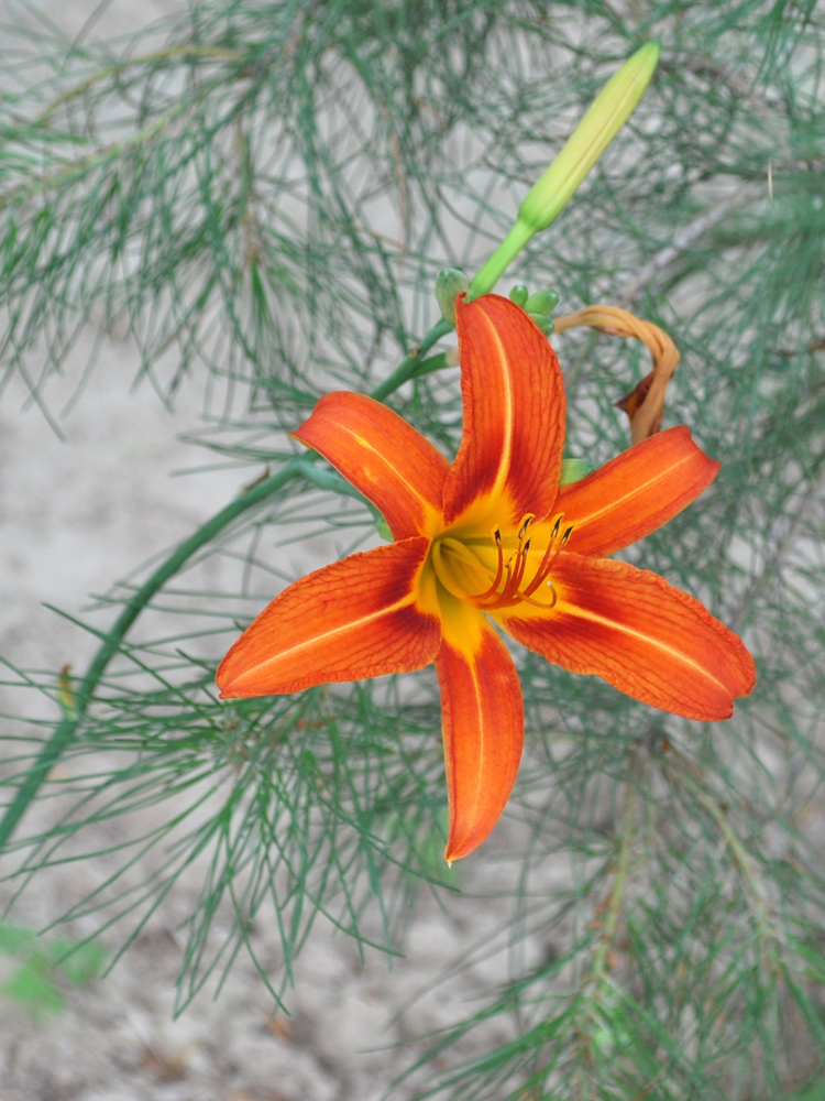 Изображение особи Hemerocallis fulva.