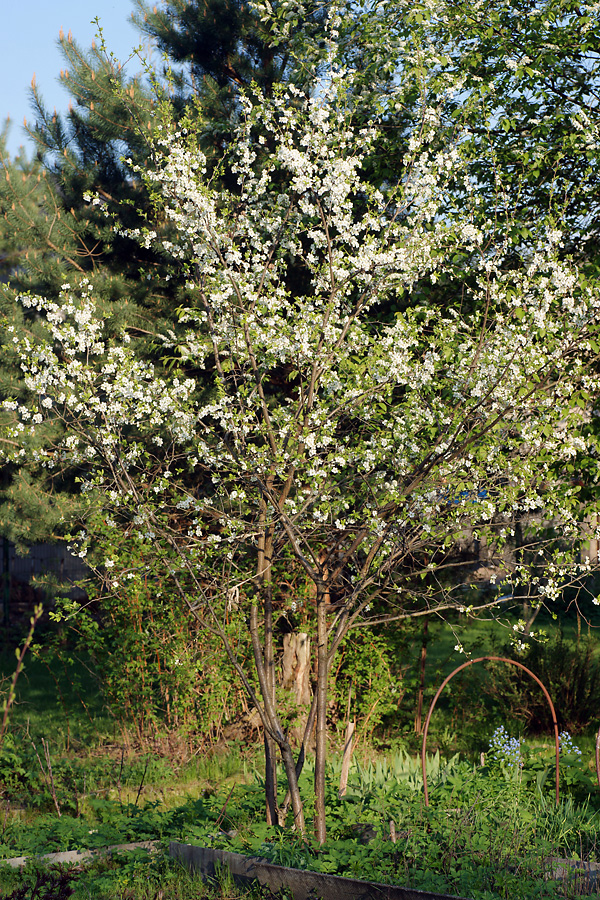 Image of Prunus domestica specimen.