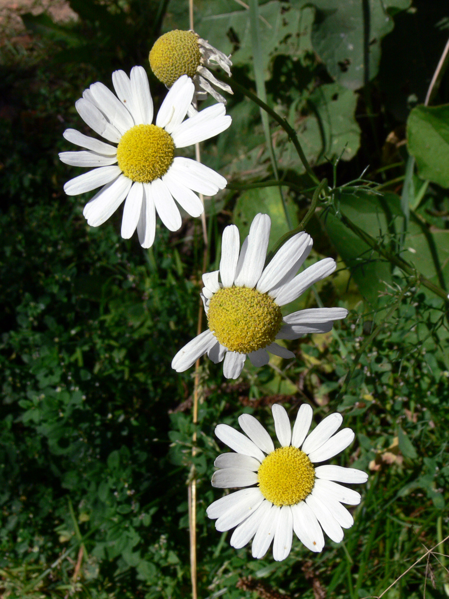 Image of Tripleurospermum inodorum specimen.