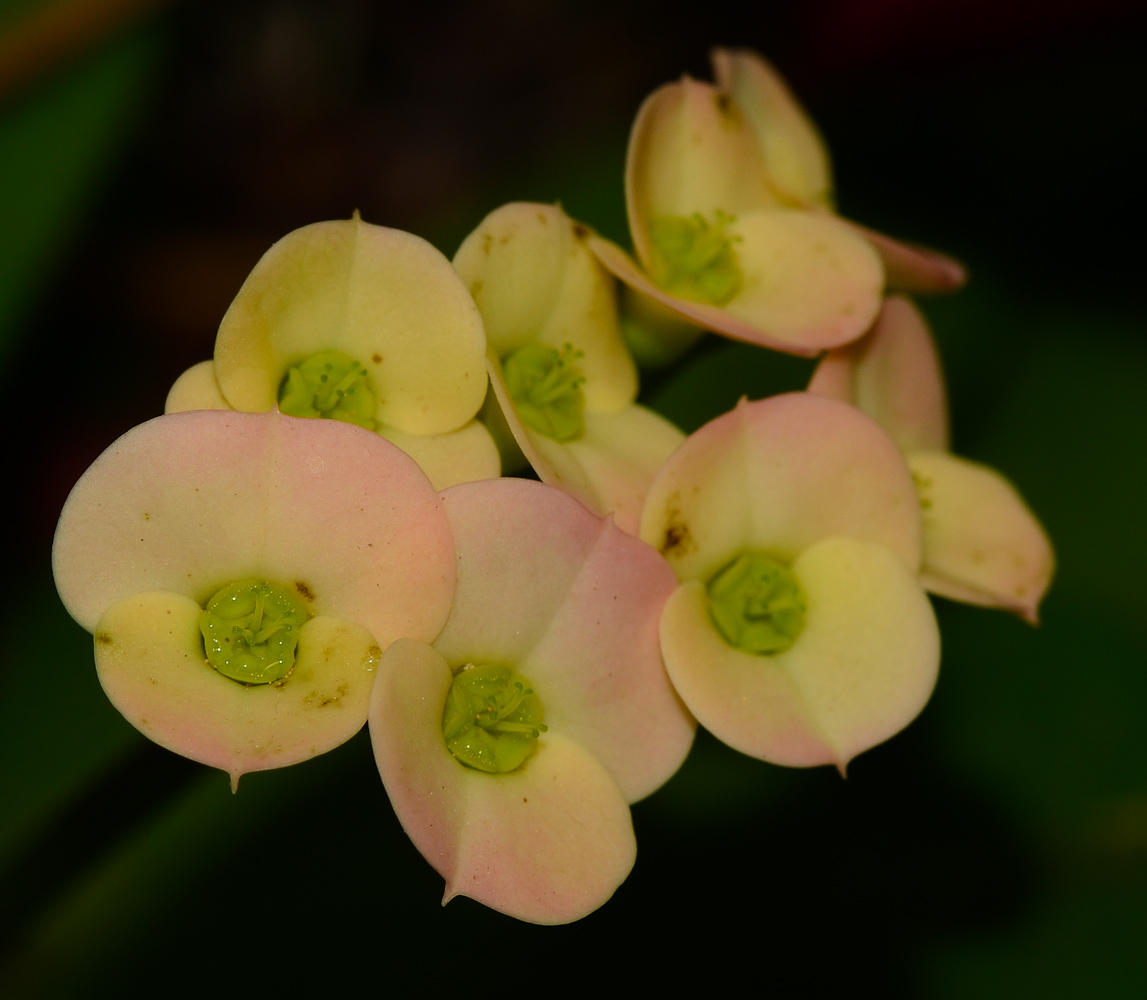 Image of Euphorbia splendens specimen.