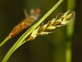 Carex tenuiformis