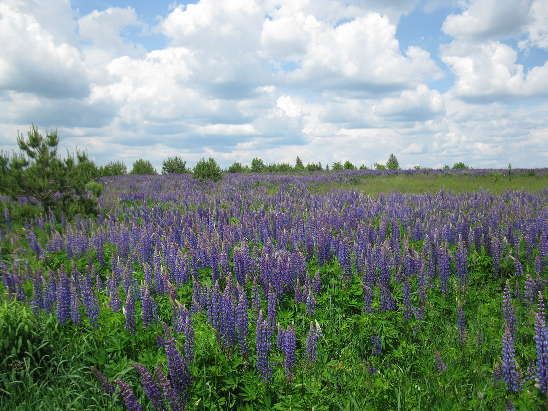 Image of Lupinus polyphyllus specimen.